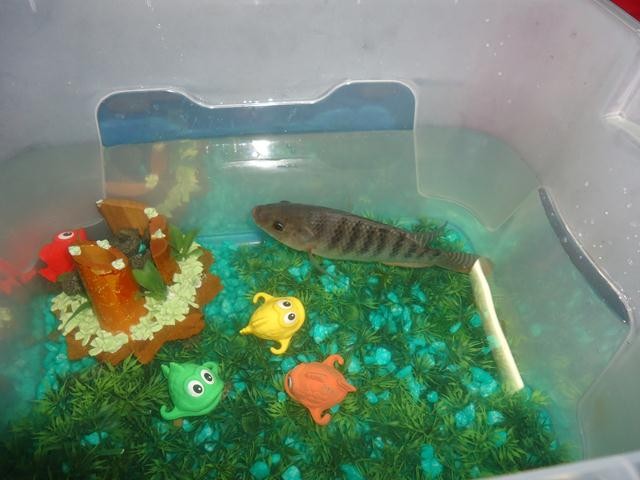 Unidade Escolar Dom Joaquim Rufino do Rêgo realizou a IV Feira de Ciências - Imagem 201