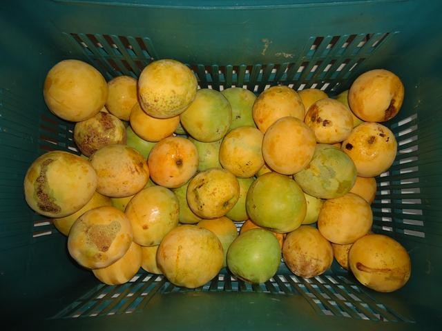 Grupo de Mulheres dos Cocos Recebe Oficina de Doces e Polpas - Imagem 15