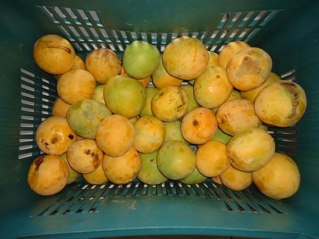 Grupo de Mulheres dos Cocos Recebe Oficina de Doces e Polpas - Imagem 14