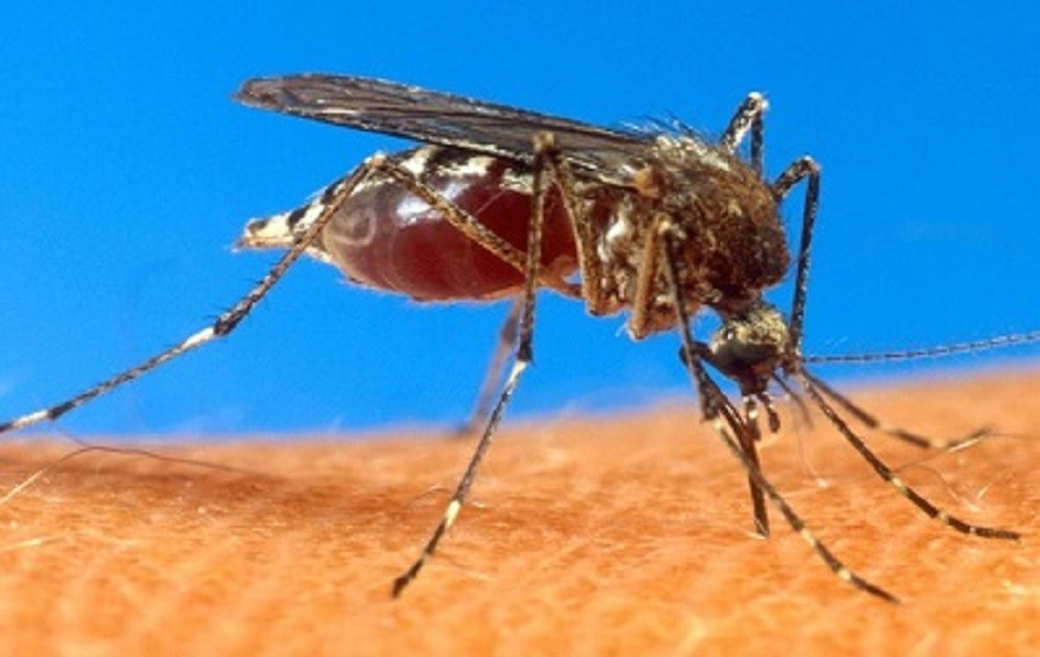 Equipe de Endemias conclui os ciclos e índice de infestação predial da Dengue é quase zero