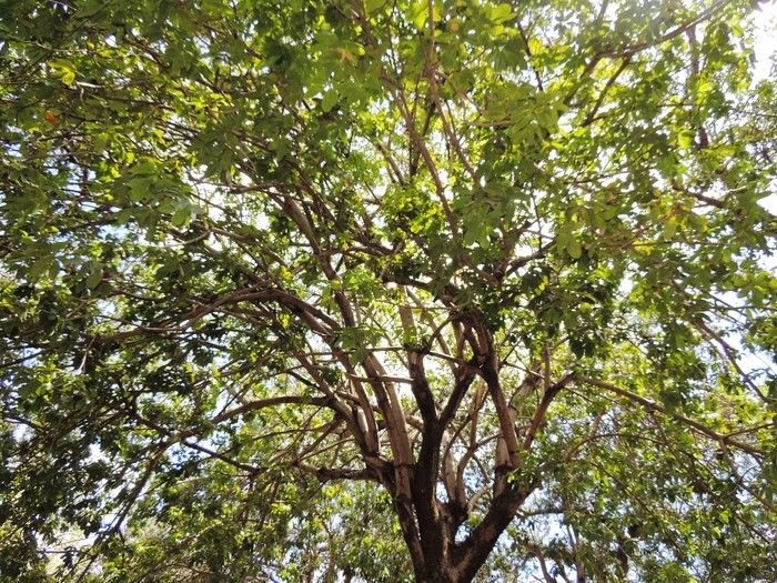 Vaqueiros invadem ruas e avenidas de Pedro II  - Imagem 36