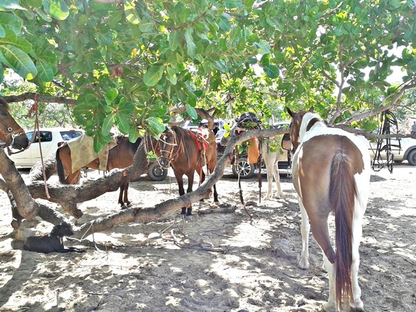 4ª Corrida de cavalos na localidade Perdiz - Imagem 17
