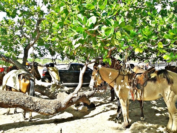 4ª Corrida de cavalos na localidade Perdiz - Imagem 28