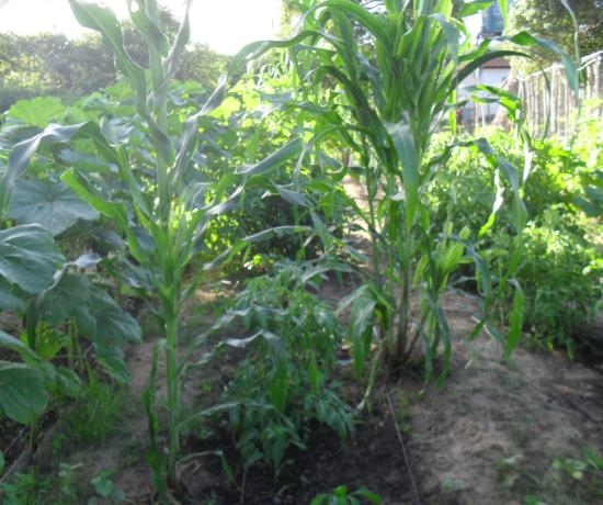 Projeto incentivado pelo EMATER de Elesbão Veloso é uma realidade - Imagem 6