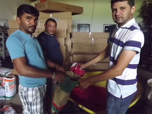 Prefeitura distribuiu sementes selecionadas para agricultores de Caxingó  - Imagem 1