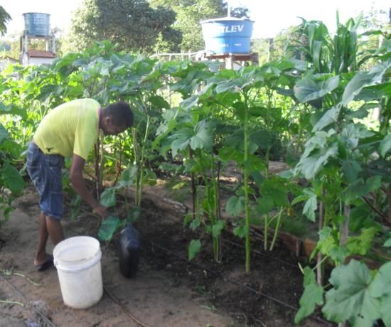 Projeto incentivado pelo EMATER de Elesbão Veloso é uma realidade - Imagem 5