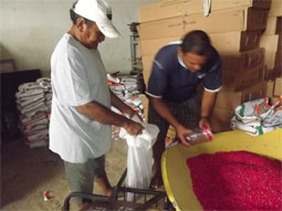 Prefeitura distribuiu sementes selecionadas para agricultores de Caxingó 