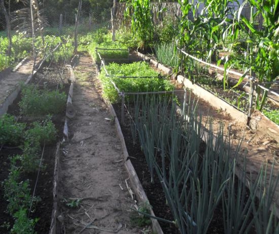 Projeto incentivado pelo EMATER de Elesbão Veloso é uma realidade - Imagem 1