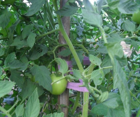 Projeto incentivado pelo EMATER de Elesbão Veloso é uma realidade - Imagem 2