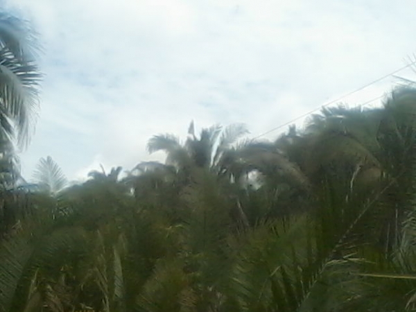 Presidente da Assocaiação de moradores da Lagoa do Canto e adjacentes afirma que as comunidades irão organizar protesto contra a Eletrobras - Imagem 8