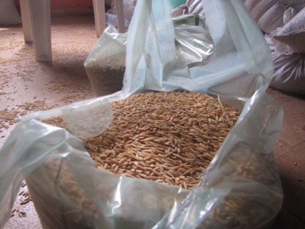 Sementes são entregues aos agricultores do município de Miguel Alves - Imagem 1