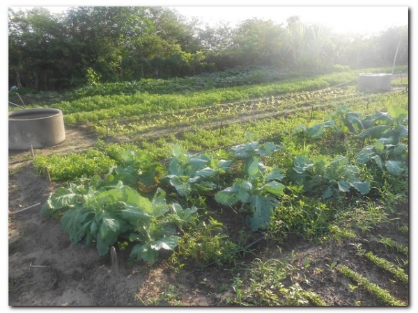 Horta Comunitária de Inhuma recebe incentivo da agricultura familiar - Imagem 4