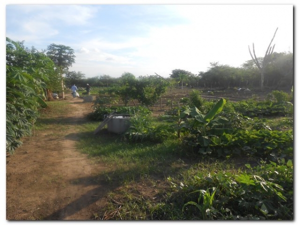 Horta Comunitária de Inhuma recebe incentivo da agricultura familiar - Imagem 1