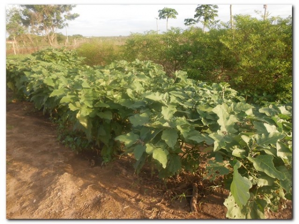 Horta Comunitária de Inhuma recebe incentivo da agricultura familiar - Imagem 10