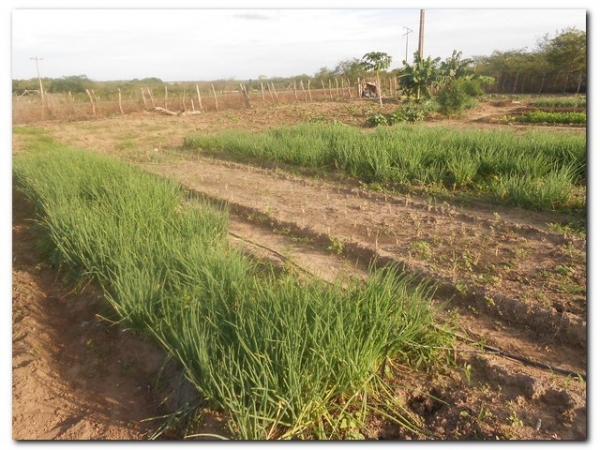 Horta Comunitária de Inhuma recebe incentivo da agricultura familiar - Imagem 3