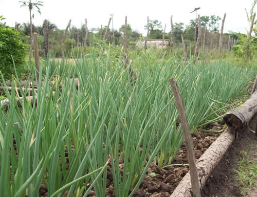 Assentamento Mororó recebe incentivo da Secretaria de Agricultura de Porto - Imagem 5