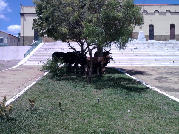 Animais soltos em plena Praça Santa Teresinha podem causar transtornos e prejuízos - Imagem 1