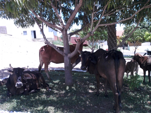 Animais soltos em plena Praça Santa Teresinha podem causar transtornos e prejuízos - Imagem 4