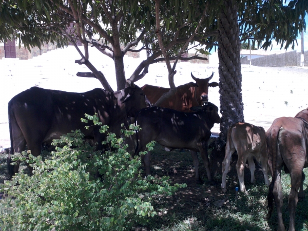 Animais soltos em plena Praça Santa Teresinha podem causar transtornos e prejuízos - Imagem 3