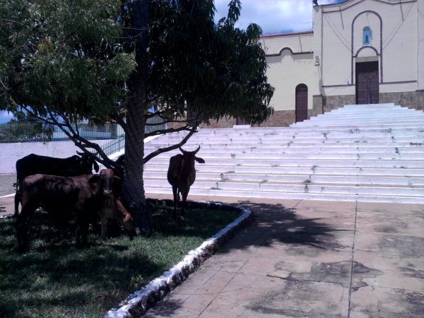 Animais soltos em plena Praça Santa Teresinha podem causar transtornos e prejuízos - Imagem 2