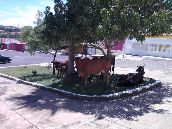 Animais soltos em plena Praça Santa Teresinha podem causar transtornos e prejuízos - Imagem 6
