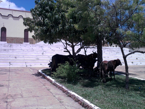 Animais soltos em plena Praça Santa Teresinha podem causar transtornos e prejuízos - Imagem 5