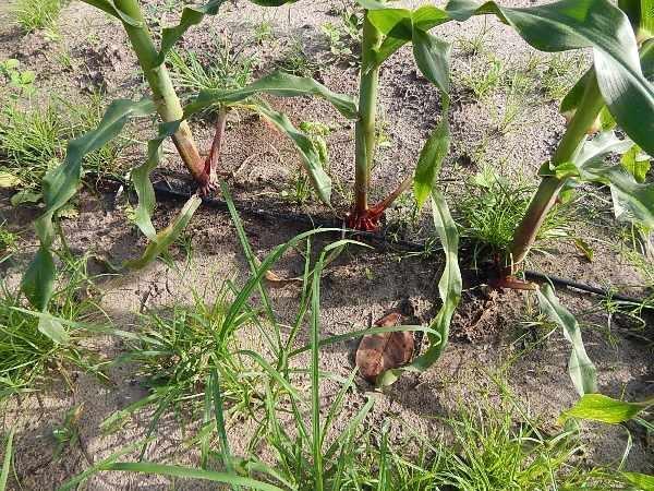 Kit de Irrigação trás benefícios para a população de Lagoinha  - Imagem 14