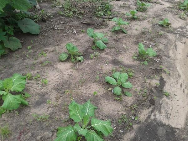 Kit de Irrigação trás benefícios para a população de Lagoinha  - Imagem 6