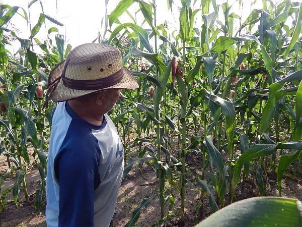 Kit de Irrigação trás benefícios para a população de Lagoinha  - Imagem 11