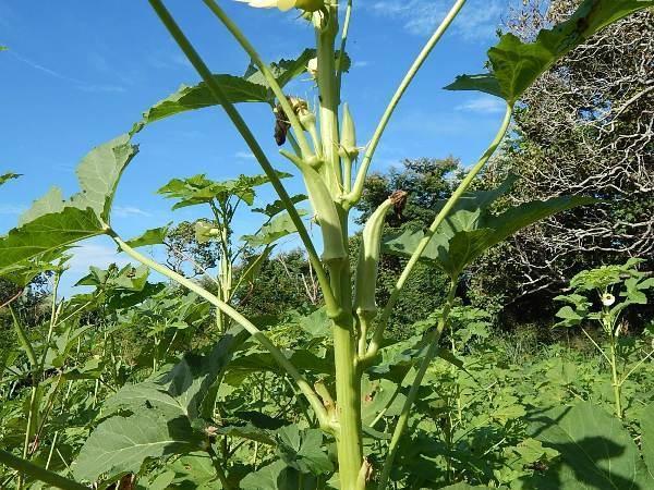 Kit de Irrigação trás benefícios para a população de Lagoinha  - Imagem 8
