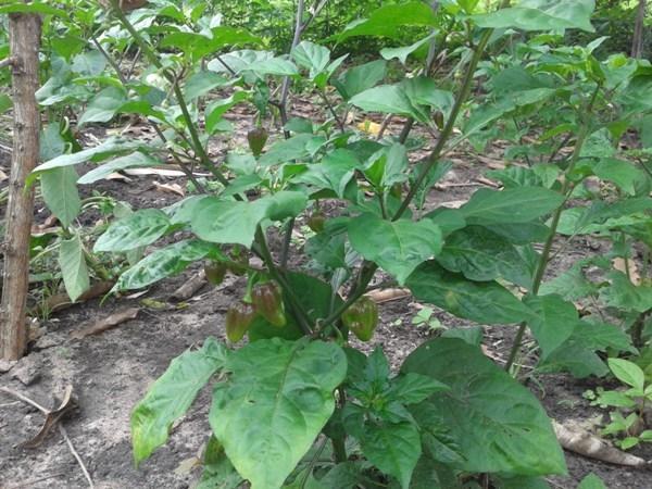 Kit de Irrigação trás benefícios para a população de Lagoinha  - Imagem 5