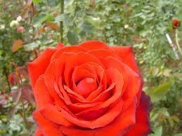 Mulheres de Amarante: FINADA AUTA - Imagem 3