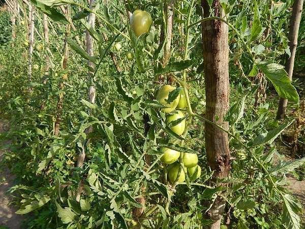 Kit de Irrigação trás benefícios para a população de Lagoinha  - Imagem 13