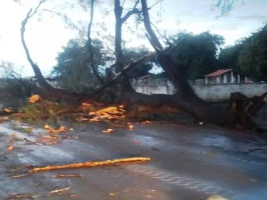 Chuvas e ventos fortes causam estragos em Agricolândia