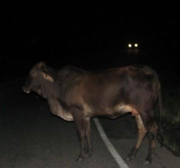Jovem não resiste ferimentos  em acidente com animal e morre em Ribeiro Gonçalves