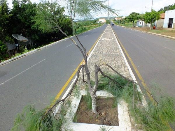 Vândalos quebram galhos de árvores em Dom Expedito Lopes (PI) - Imagem 5