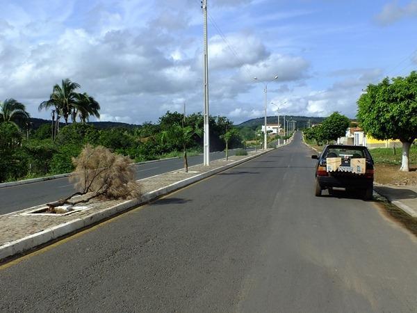 Vândalos quebram galhos de árvores em Dom Expedito Lopes (PI) - Imagem 8