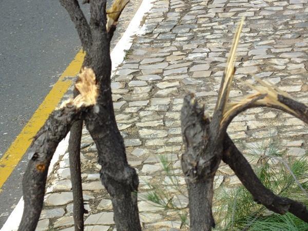 Vândalos quebram galhos de árvores em Dom Expedito Lopes (PI) - Imagem 4