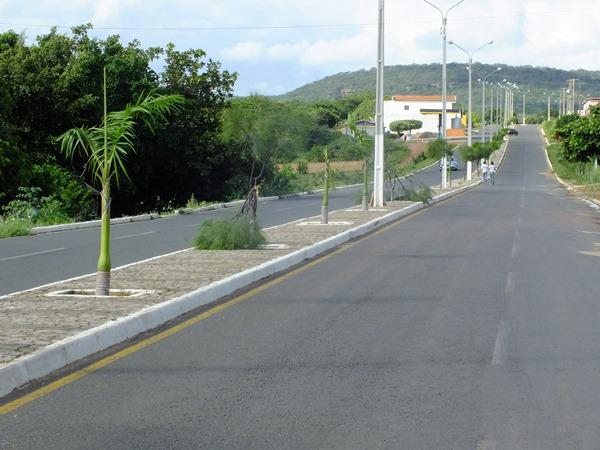Vândalos quebram galhos de árvores em Dom Expedito Lopes (PI)