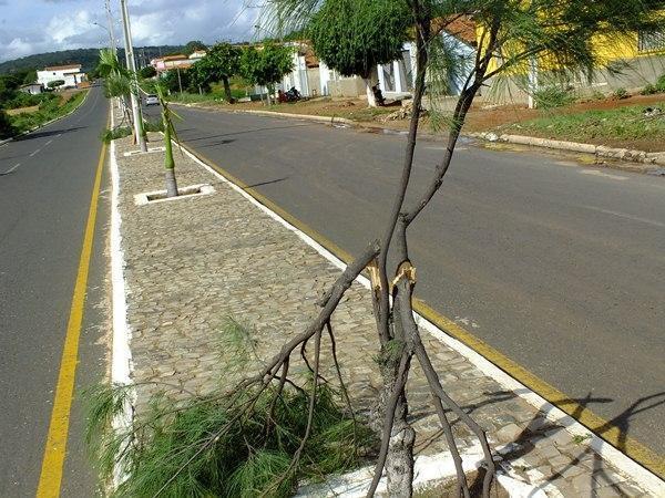 Vândalos quebram galhos de árvores em Dom Expedito Lopes (PI) - Imagem 1