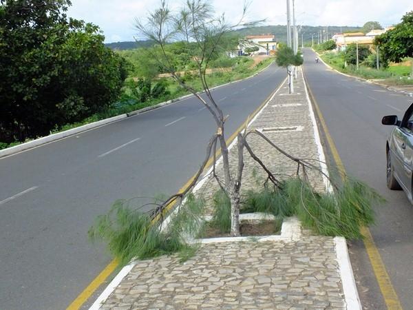 Vândalos quebram galhos de árvores em Dom Expedito Lopes (PI) - Imagem 6