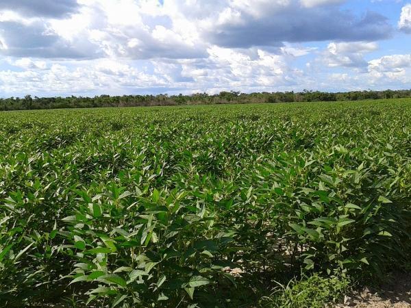 Agropecuária Barras se prepara para safra recorde. - Imagem 11