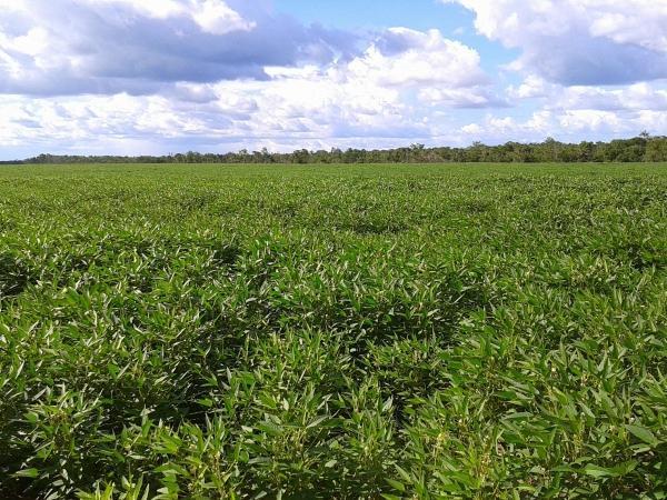 Agropecuária Barras se prepara para safra recorde. - Imagem 10