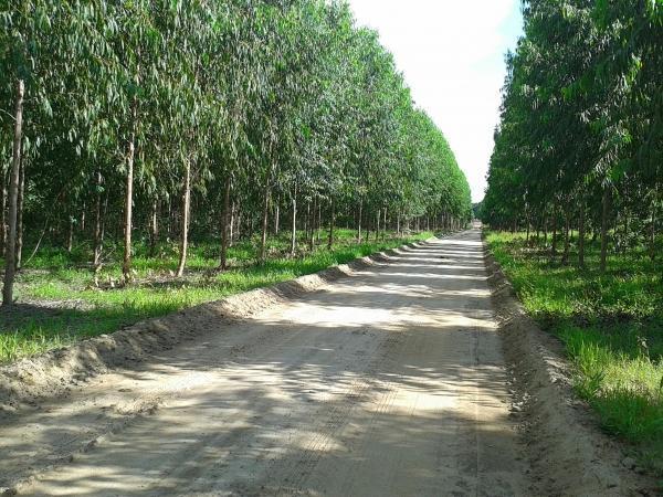 Agropecuária Barras se prepara para safra recorde. - Imagem 8