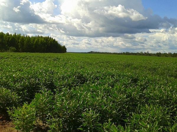 Agropecuária Barras se prepara para safra recorde. - Imagem 9