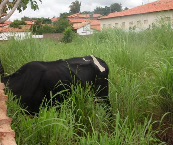 Parte de muro de escola e garagem municipal estão no chão há mais de 4 meses - Imagem 9