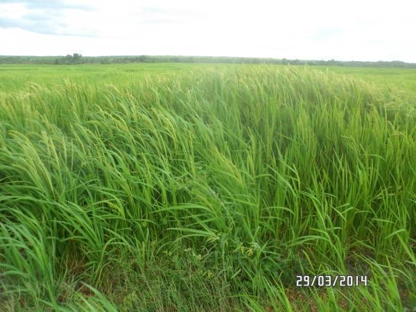Agropecuária Barras se prepara para safra recorde. - Imagem 3