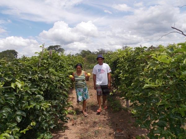 Maracujá garante renda aos produtores do Assentamento Malhada Grande - Imagem 3