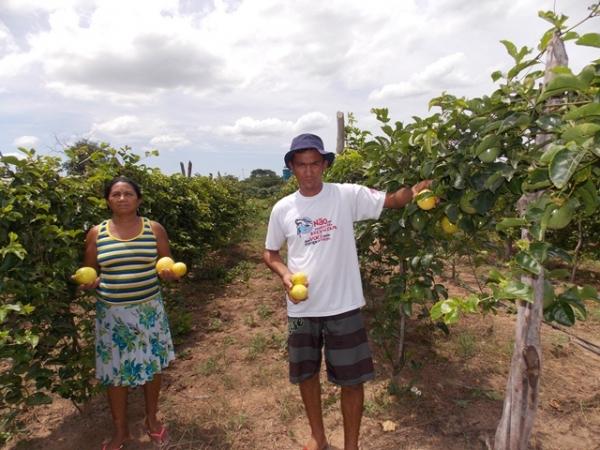 Maracujá garante renda aos produtores do Assentamento Malhada Grande - Imagem 4