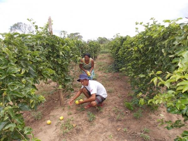 Maracujá garante renda aos produtores do Assentamento Malhada Grande - Imagem 6